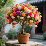 倒挂金钟盆栽四季开花耐寒耐热南北方种植盆栽树苗阳台花卉 L1倒挂金钟盆栽花卉 7年老桩/开花大量