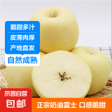 正宗山东烟台黄金奶油富士苹果  奶油苹果 脆甜多汁 净重3.5斤中果（75mm+）