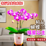 劉閣蘭花兰花盆栽客厅办公室花卉蝴蝶兰 福星公主带1花剑配瓷白盆源头直发