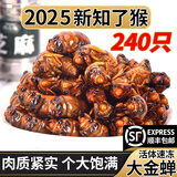 岽鲜 知了猴 生鲜 山东特产知了猴金蝉子新鲜速冻蝉蛹爬叉唐僧肉金蝉 大号金蝉 240只瓶装