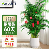 爱优尚散尾葵植物盆栽客厅大型绿植室内落地办公室好养凤尾竹源头直发