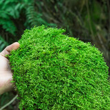 柯必达青苔藓鲜活苔藓微景观植物盆景盆栽水陆缸假山草造景材料白 大灰藓(15*8)cm 2盒