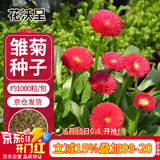 花沃里雏菊花种子约1000粒 花卉种子阳台盆栽种菜土四季草籽庭院/田间种