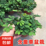 幼儿园植物小盆栽含羞草盆栽室内趣味花卉四季害羞草阳台植物学校 10cm左右高含羞草【原土原盆】+肥料 含盆