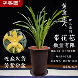 华香园兰花【黄金美人】四季建兰黄花浓幽香办公室内盆栽鲜花耐阴绿植 黄金美人6苗带盆(棕色盆)带花