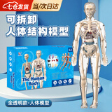 凌云鹤人体结构模型儿童玩具器官模型可拆卸骨骼模型骨架医学医用 全透明款-人体模型 【可视化，可拼装】