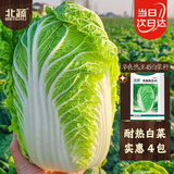 北蔬 夏阳大白菜种子抗热耐高温夏秋蔬菜籽 华良热王45白菜种子5gx4包