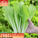 寿禾油菜种子矮脚上海青梗菜蔬菜小白菜快菜夏秋寿光蔬种籽四季青菜 快菜速生388小白菜10g袋装