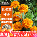 花沃里孔雀草种子约500粒 花卉种子四季花种子家庭盆栽土阳台庭院花坛种