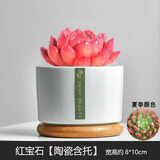 绿荫巷子多肉植物组合套餐肉肉室内植物办公室电脑桌面盆栽好养活小盆栽 【红宝石】精养大颗 含瓷盆+托