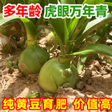 多年生虎眼万年青盆栽种球绿植海葱东北旱三奇长白山中草药可食用 虎眼万年青七年生1棵 裸根不带土不带叶发货