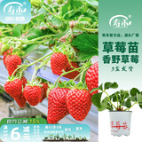 寿禾草莓苗带土发货大苗寿禾苗场四季带盆栽好秋季批发奶油秧苗 香野草莓苗3盆+肥料