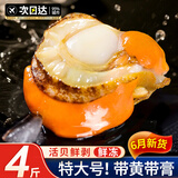 尚致扇贝肉特大号新鲜冷冻扇贝带黄带膏可做蒜蓉粉丝扇贝生鲜红贝 【4斤】扇贝肉500g*4袋