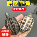 京喜自营-专用品牌安徽中华草龟外塘纯种金线观赏水龟情侣招财墨龟宠物小龟活物 2只情侣+100克龟粮 6-7厘米