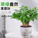 泰西丝发财树盆栽易活室内客厅绿植 3杆发财树+花好月圆陶瓷盆 源头直发