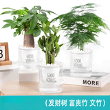 绿有意绿植盆栽多肉花卉盆栽植物室内桌面水培绿植办公室客厅植物懒人 【聚财3盆】文竹+富贵竹+发财树 带盆带土发货