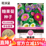 花沃里糖果菊花种子约1000粒 花卉种子阳台种菜土盆栽蔬菜种子庭院草籽