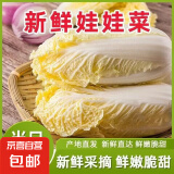 【超市品质】新鲜精品娃娃菜现砍现发小包装新鲜蔬菜生鲜产地直发 新鲜娃娃菜1*(3棵)*1包