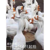 鹅活苗产蛋王幼苗浙东皖西四季三花鹅苗大种狮头鹅苗白鹅苗小鹅仔 皖西白鹅苗/长13-16斤 请拍6只