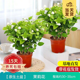 开时果 茉莉花盆栽浓香型 桌面绿植物阳台花卉树苗盆景摆件源头直发包邮 2盆#精品茉莉花5-10株【原生盆】