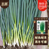 北蔬四季小葱小香葱种子种苗家庭种植蔬菜种籽 四季小香葱种子2000粒