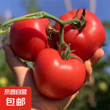 山东红果西红柿农家自种新鲜水果生吃沙瓤番茄应季蔬菜自然熟 红果西红柿净重 3斤 （单果≥100g）