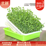 北蔬 育苗盘加深育苗盆水培芽苗菜盆种植盘豌豆发芽盆 带盖加深育苗盒