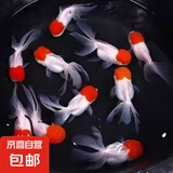 【鹤顶红】精品金鱼幼苗小鱼鱼苗红帽招财冷水鸿运当头狮子头好养鱼苗小型 鸿运当头买6送4 4-6厘米【灵动好看】