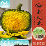 寿禾 蔬菜苗活苗带土发货大全菜苗种苗春夏各种秧苗山东寿光苗子阳台 绿贝贝南瓜苗5棵