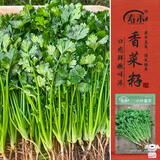寿禾 香菜种子苗小叶春四季盆栽菜种籽 潍丰小叶香菜种子15g约2900粒