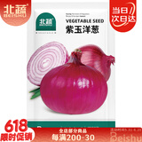 北蔬 洋葱种子种苗紫红皮圆葱辣味浓四季蔬菜种籽 北蔬紫玉洋葱种子5g