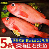 【京东冷链】红石斑鱼鲜活冷冻刺少肉厚大红鱼龙胆富贵鱼海鱼海鲜 红石斑鱼1.8斤-2斤/条 鲜活速冻超大红石斑鱼5条