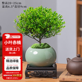 花翁老桩植物室内盆栽花卉 小叶赤楠盆景+绿冰裂釉陶盆+底座源头直发