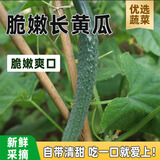 密之蓝天现摘现发农家新鲜蔬菜长黄瓜线水黄瓜绿黄瓜味浓嫩脆蘸酱生鲜生吃 500g