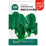 北蔬 大叶菠菜种子种苗秋四季播种蔬菜种籽 寒雄1号大叶菠菜种子200g