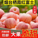 山东烟台红富士苹果正宗栖霞苹果冰糖心水果新鲜当季苹果 8.5斤中果