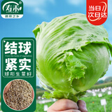 寿禾 圆生菜种子种苗结球家种盆栽蔬菜籽 潍育绿翡翠结球生菜种子10g