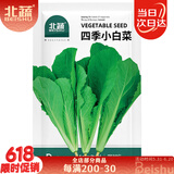 北蔬 小白菜种子苗夏秋四季阳台速生青菜蔬菜籽 四季小白菜种子2000粒