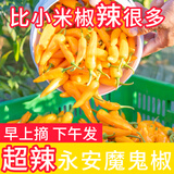 燕呈正宗永安黄椒新鲜现摘特辣特香子弹椒泡椒福建小吃福建特产健康 500g1斤