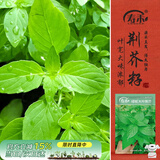 寿禾 荆芥种子苗大叶农田菜园可盆栽蔬菜种籽 大叶荆芥种子8g约4000粒