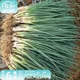 寿禾 四季红葱头小葱种子火葱头四川干皮秋季蔬菜莱疏菜阳台种种籽 农家小香葱种子250g