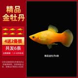 疯狂水草米奇鱼玛丽活体胎生小型淡水观赏鱼水族箱热带耐活孔雀鱼同款鱼苗 【精品金牡丹】买4条送2条 共6条