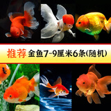 云峰海瑞观赏金鱼 冷水鱼 观赏鱼金鱼 活体鱼 淡水鱼小金鱼活鱼锦鲤鱼 【推荐】金鱼7-9厘米6条（随机）