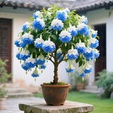 倒挂金钟盆栽四季开花耐寒耐热南北方种植盆栽树苗阳台花卉 H6倒挂金钟盆栽花卉 7年老桩/开花大量