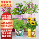 IAM City Farmer儿童种植小盆栽Diy趣味种植套装1个发芽快不可指定