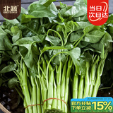北蔬 大叶空心菜种子通心菜雍菜耐湿热蔬菜籽 大叶空心菜籽20g约380粒