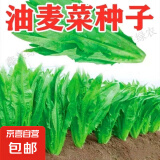 四季播种油麦菜种子家庭种菜盆栽田园地栽菜种籽易成活蔬菜种子 油麦菜种子【1包约2500粒】 原厂封装