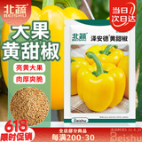 北蔬 甜椒种子苗方椒灯笼椒四季盆栽蔬菜种籽 泽安德黄甜椒种子200粒