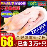 柒岛大鹅生鲜整只鹅肉大白鹅老鹅新鲜农家散养土鹅烤鹅煲汤红烧批发 大白鹅净重6-7斤 【更多人选择】