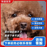 旺园兴泰迪幼犬灰泰迪纯种泰迪狗活犬宠物狗狗活体贵宾犬茶杯犬 灰色/蓝色 2026-07-20 嘟嘟 宠物级 灰色 公